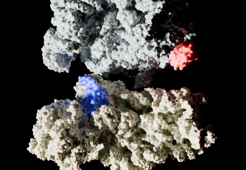 <p><strong>CEITEC/Ahmed H. Hassan:</strong> Achillova pata bakterií – bez klíčového proteinu se množí pomalu&nbsp;</p>