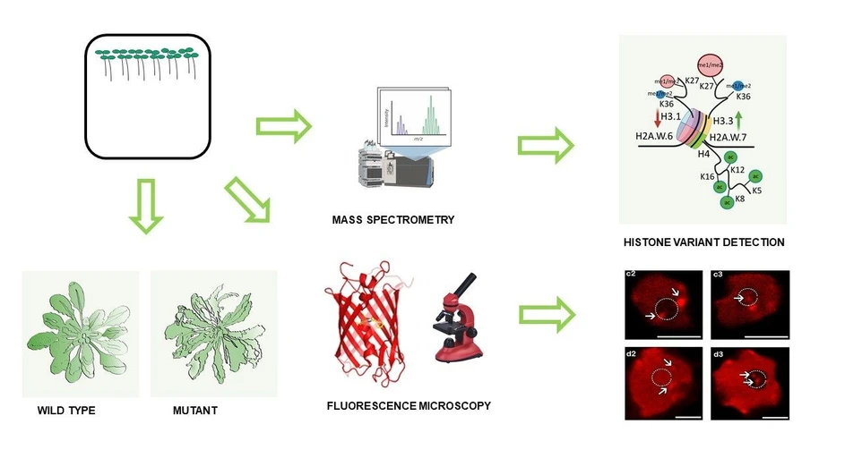 CEITEC: Rostliny se vyrovnávají s nedostatkem histonových chaperonů adaptací chemických vlastností histonů.