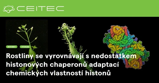 Rostliny se vyrovnávají s nedostatkem histonových chaperonů adaptací chemických vlastností histonů