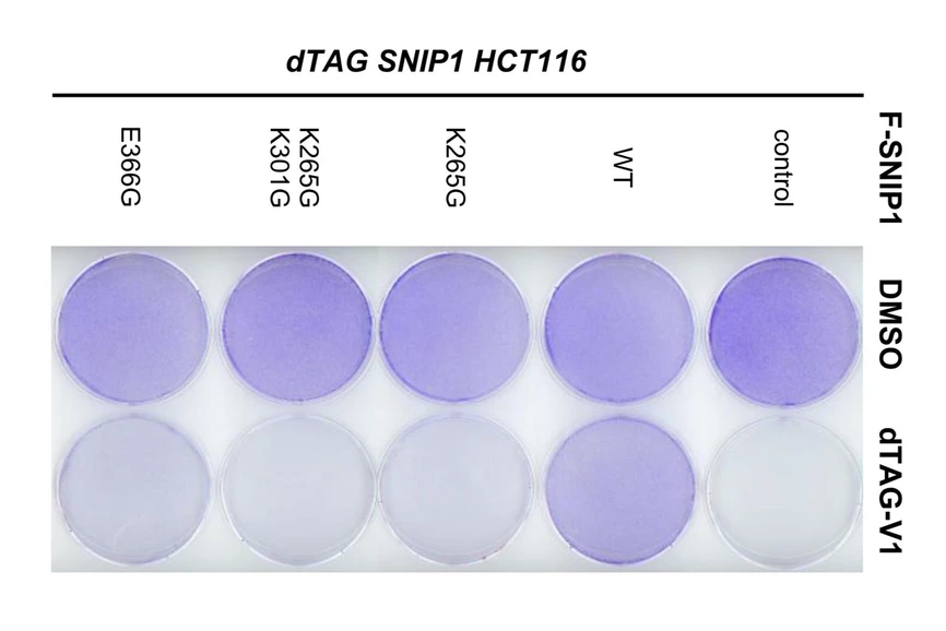 CEITEC/Blažek Lab: Vzácná genetická porucha z amišské komunity pomohla potvrdit klíčový mechanismus v buňce: Vliv mutací v SNIP1 na proliferaci (bujení) buněk.
