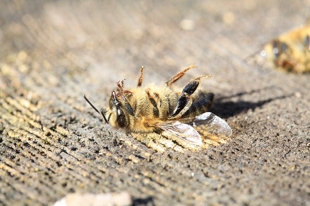 Analýza pesticidů ve vzorcích včel a pylu (RADANAL)