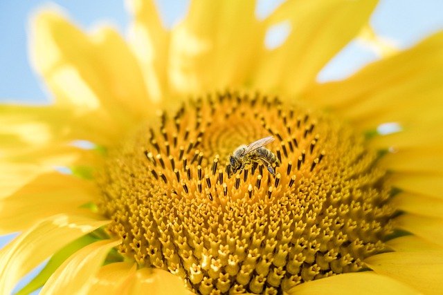 Analýza pesticidů ve vzorcích včel a pylu (RADANAL)