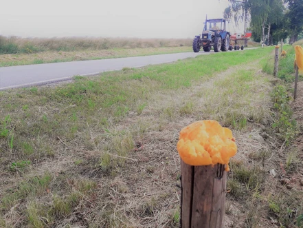 Mikroplasty z pachových plotů a sorpce PAU