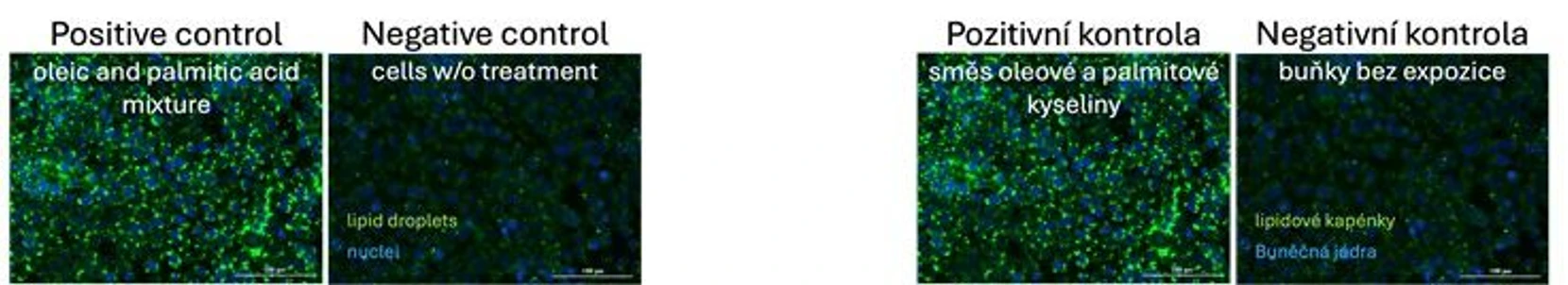 RECETOX: Příklad studovaného parametru, v tomto případě ztučnění Leydigových buněk