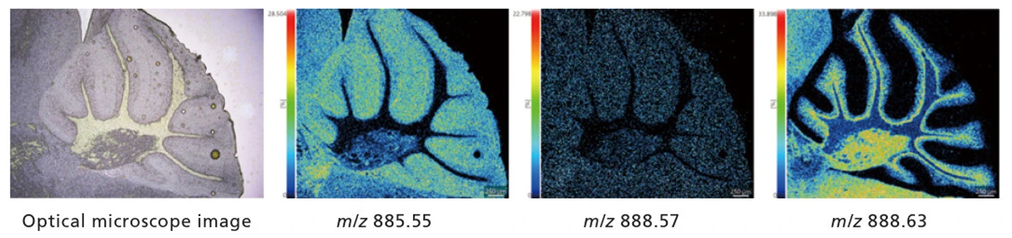 Shimadzu: Výsledky měření pro mozeček s prostorovým rozlišením 5 μm