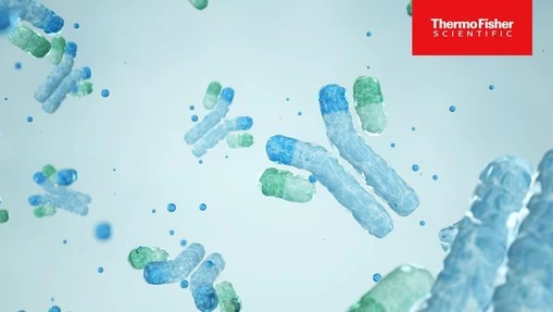 Improving mAb Purification Efficiency With Hydrophobic Interaction Chromatography