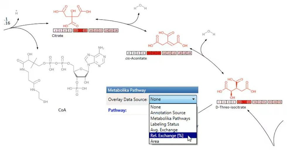 Thermo Scientific Metabolika modul pro snadnou analýzu metabolických drah: Příklad nástroje Metabolika pro analýzu drah s integrovanými daty tokové analýzy, zobrazující kvalitativní analýzu toků (flux analysis) na základě rychlosti výměny ze stabilně izotopově značeného experimentu.