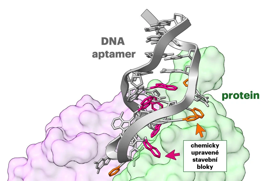 ÚOCHB: Nová technologie inovuje vývoj aptamerů, syntetických alternativ protilátek: Chemicky upravený DNA aptamer navázaný na cílový protein.