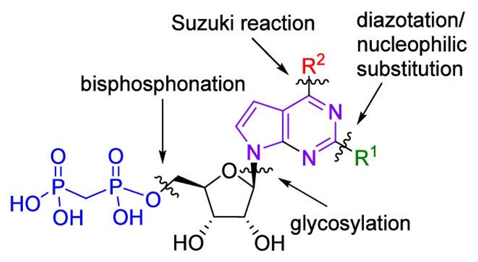 ÚOCHB: Nové látky mohou podpořit imunitní systém v boji s rakovinou