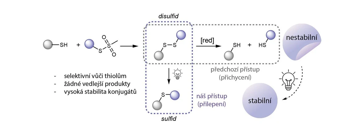ÚOCHB: Unikátní světlem spuštěná přeměna BODIPY barviv, která mění disulfidovou vazbu na stabilní sulfidovou. Díky tomu se zachovává osvědčená selektivita MTS značení, ale zároveň se zvyšuje stabilita konjugátů potřebná pro buněčné aplikace. Díky tomu zůstane fluorescenční značka nalepená na biomolekule, což vědcům umožňuje dlouhodobě sledovat její vliv v buňce nebo jiném organismu.