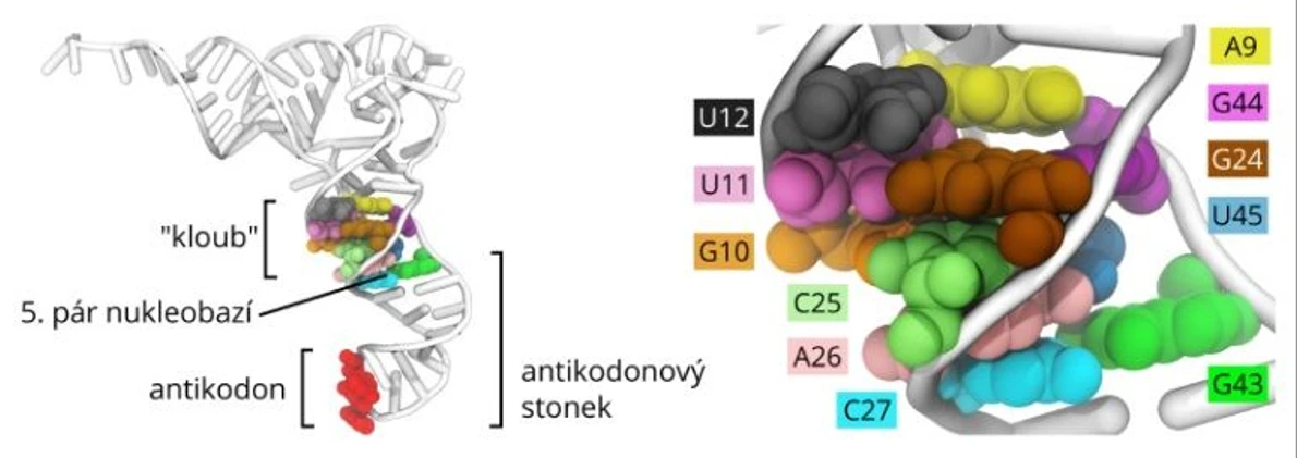 <p><strong>VŠCHT Praha:</strong> Počítačové simulace osvětlily, jak neobvyklé tRNA mění pravidla čtení genetického kódu</p>