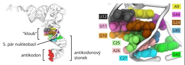 Počítačové simulace osvětlily, jak neobvyklé tRNA mění pravidla čtení genetického kódu