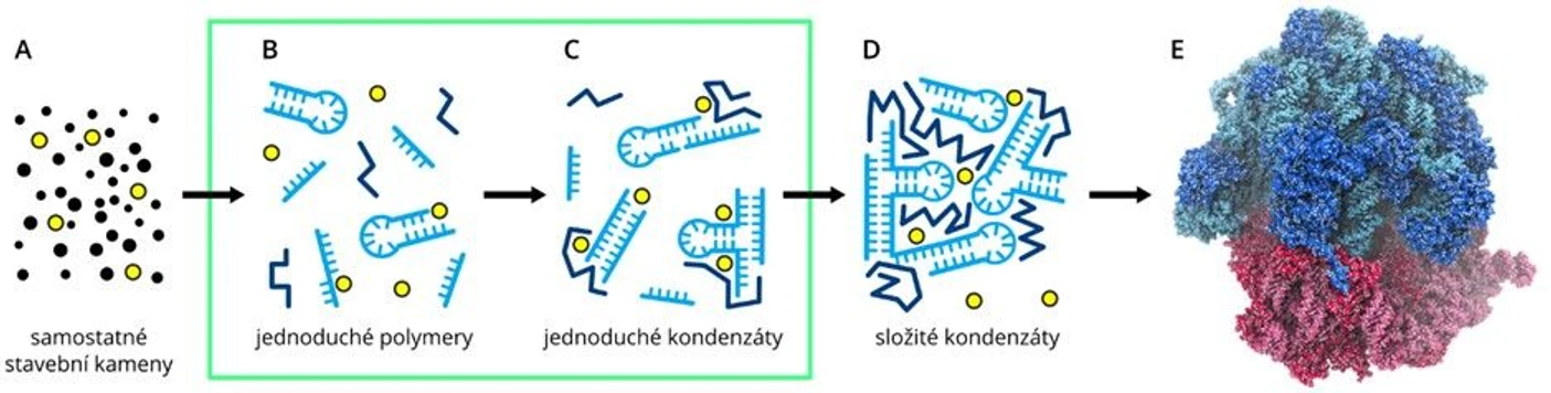 VŠCHT: Schéma biofyzikální a biochemické optimalizace vedoucí k modernímu ribozomu. Zelený obrys zvýrazňuje naše výzkumné cíle.A) Izolované biomolekulární stavební kameny (černě) a kovové ionty (žlutě). B) Jednoduché RNA (světle modře) a krátké peptidy (tmavě modře) se vzácně účastní interakcí. C) Jednoduché kondenzáty delších RNA a peptidů, stabilizované kovovými ionty, zvyšují katalytickou účinnost komplexů, čímž podporují pozitivní zpětnou vazbu pro syntézu ještě delších RNA a peptidů. D) Složité kondenzáty a počátek templátové syntézy, při níž jsou některé interakce s kovovými ionty nahrazeny přímými interakcemi lépe optimalizovaných biomolekul. E) Moderní ribozom složený z velké (modře) a malé (červeně) podjednotky.