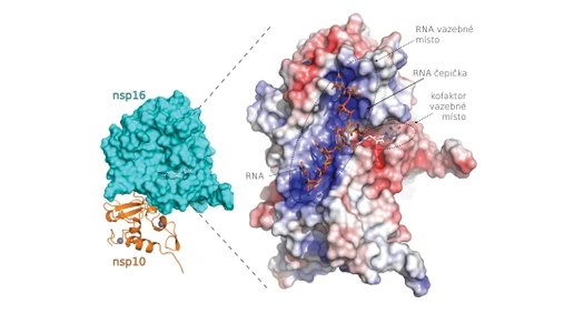 Vědci popsali strukturu proteinů nového koronaviru vhodných pro návrh nových léků