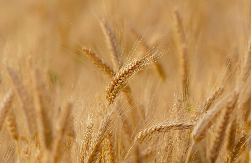 Pixabay/CANDICE CANDICE: Potřebujeme udržitelnější zemědělství a produkci potravin, tvrdí vědci