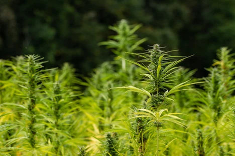 Hemp: A Forensic Perspective