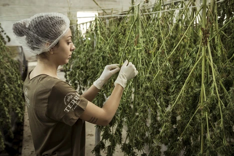 Testing Cannabis and Hemp for Pesticides and Herbicides