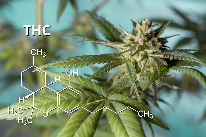 Pixabay/Erin Stone: Accurate and Simple Quantification of THC and CBD in Beverages Containing Microemulsions
